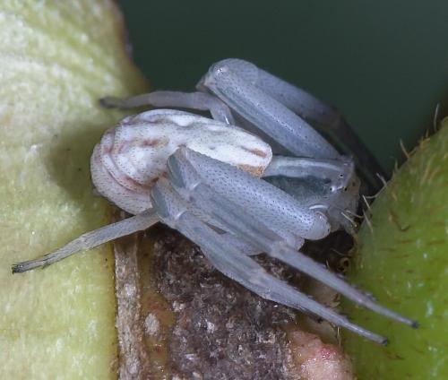 Runcinia grammica
