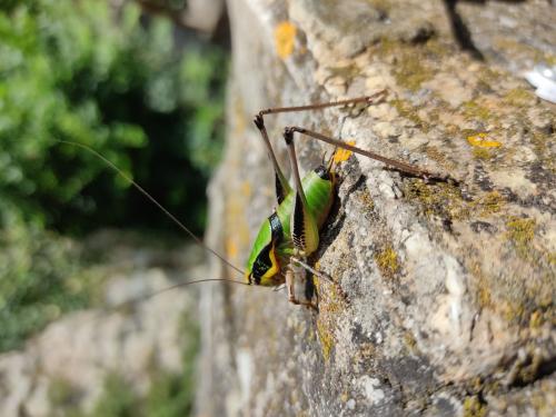 Réf. 286 264 : Eupholidoptera chabrieri chabrieri
