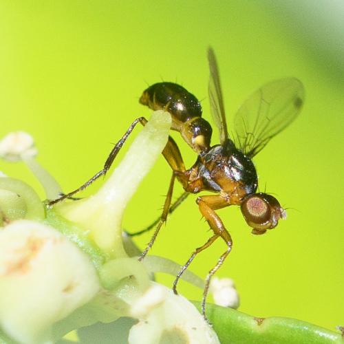 Réf. 286 359 : Sepsis thoracica