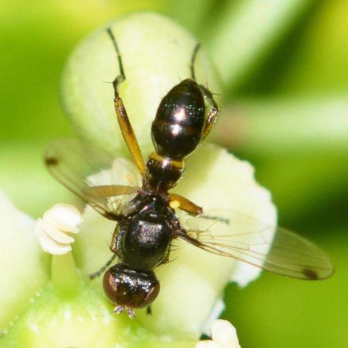 Réf. 286 358 : Sepsis thoracica