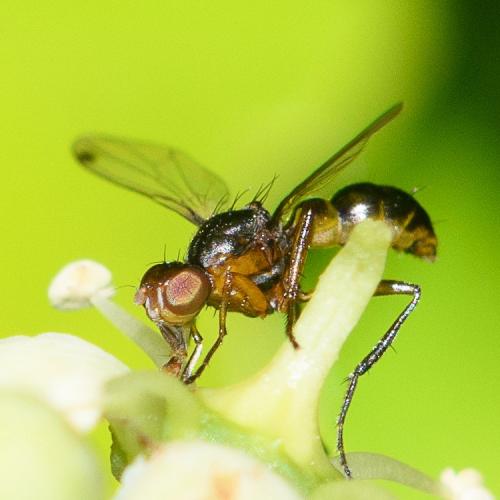 Réf. 286 357 : Sepsis thoracica