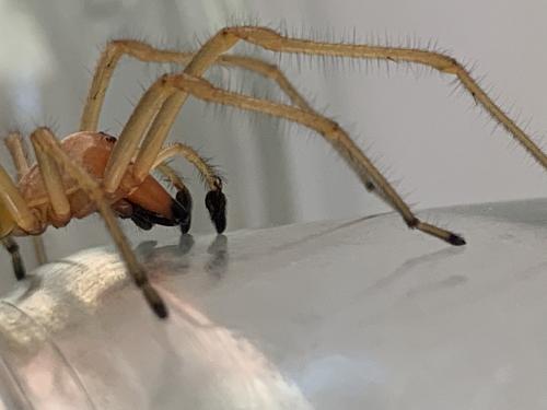 Réf. 286 356 : Cheiracanthium punctorium
