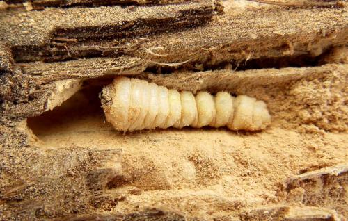 Réf. 286 562 : Trichoferus holosericeus