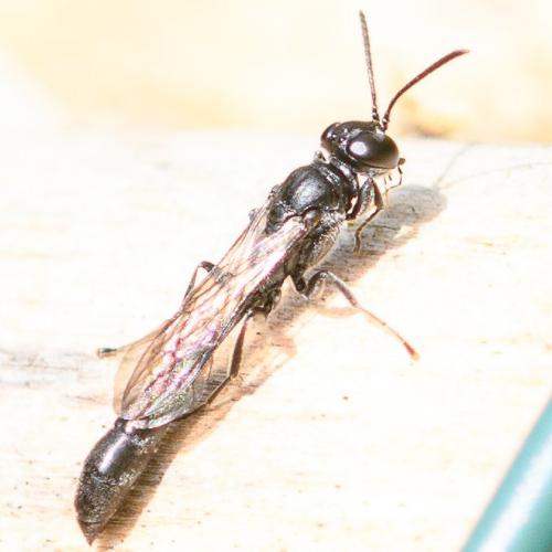 Trypoxylon sp.