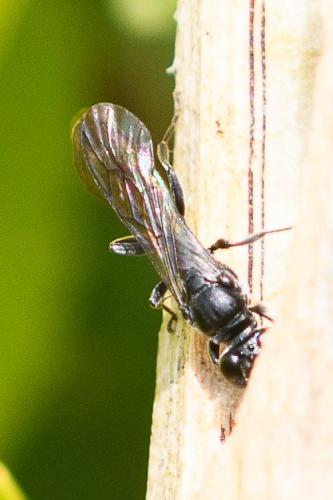 Trypoxylon sp.