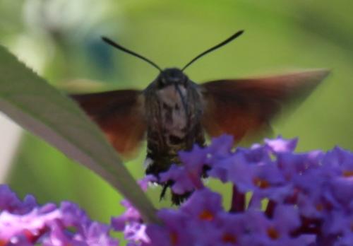 Macroglossum stellatarum