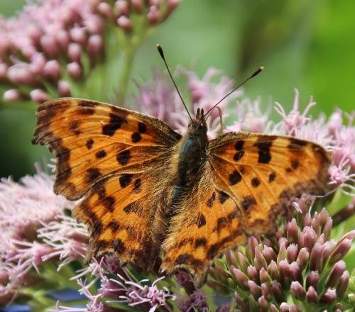 Réf. 286 559 : Polygonia c-album