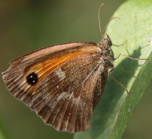 Réf. 286 740 : Pyronia tithonus