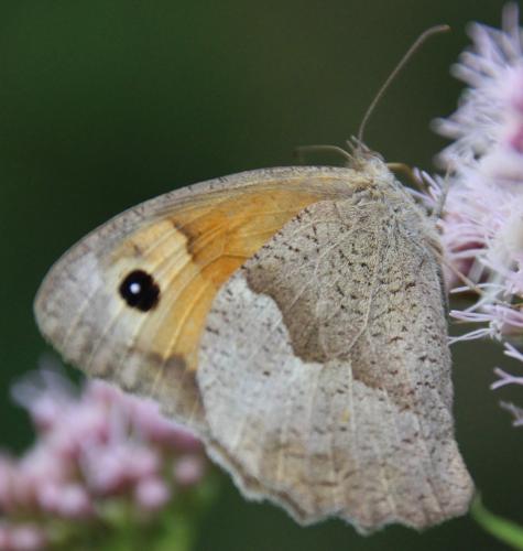 Réf. 286 775 : Maniola jurtina
