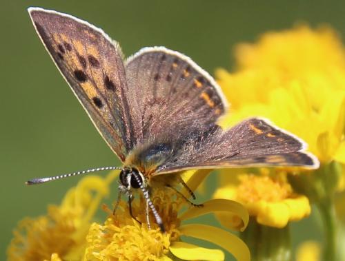 Lycaena tityrus