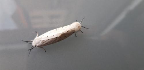 Réf. 286 013 : Spilosoma lubricipeda
