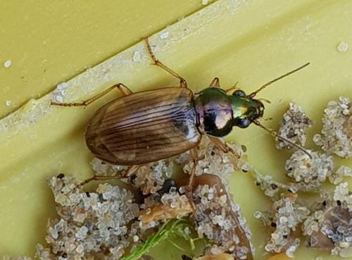 Réf. 286 944 : Pogonus luridipennis