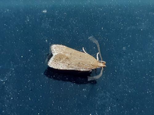 Réf. 286 028 : Helcystogramma lutatella