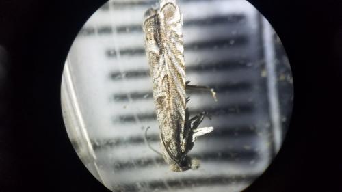 Selania leplastriana