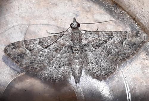 Réf. 286 306 : Gymnoscelis rufifasciata