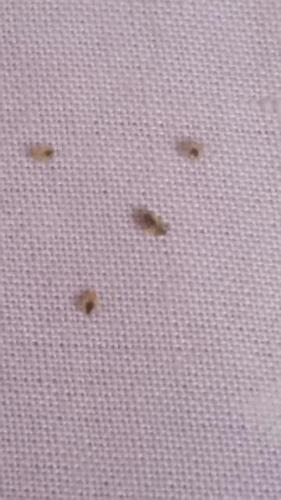 Cimex lectularius