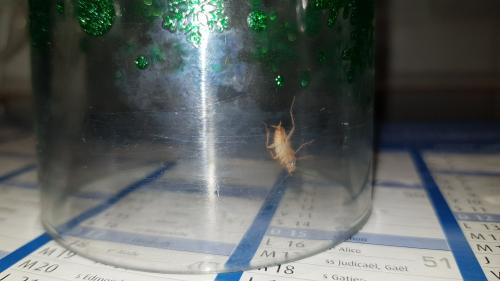 Ectobius sp.