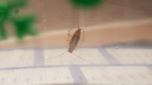 Ectobius sp.