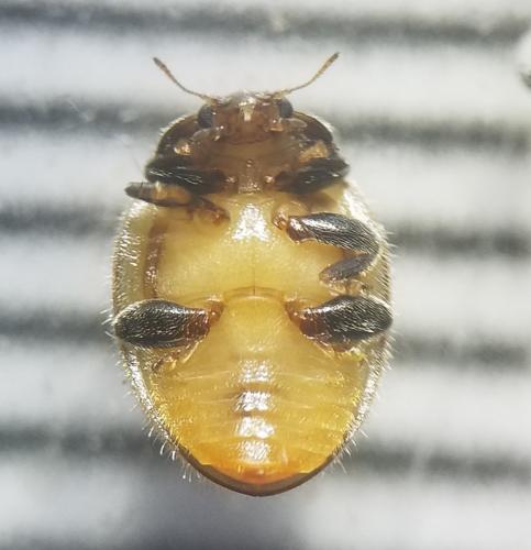 Réf. 286 893 : Rhyzobius forestieri