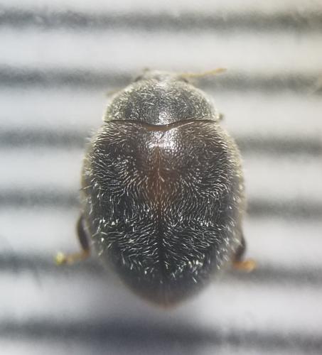 Réf. 286 894 : Rhyzobius forestieri