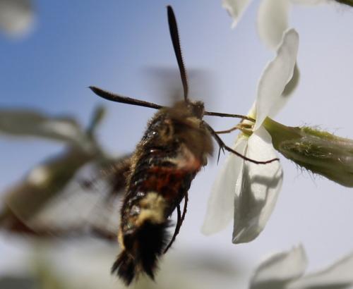 Hemaris fuciformis
