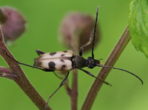 Réf. 286 793 : Pachytodes cerambyciformis
