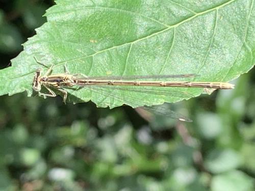 Platycnemis pennipes