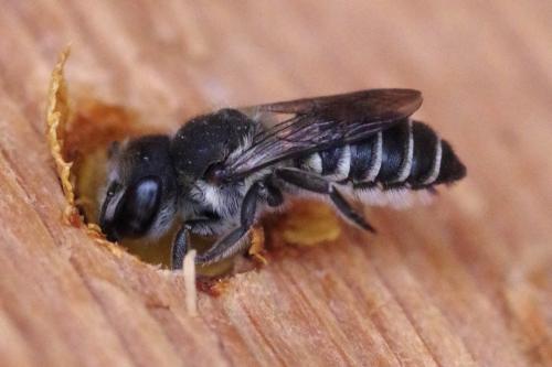 Réf. 286 634 : Megachile rotundata