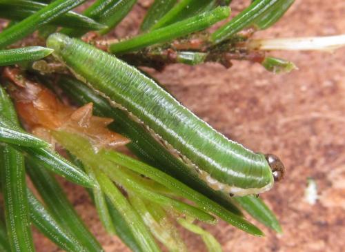Réf. 286 961 : Gilpinia polytoma