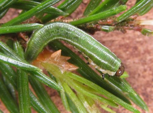 Gilpinia polytoma