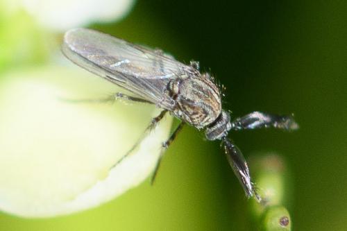 Réf. 286 704 : Dasyhelea sp.