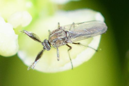 Réf. 286 703 : Dasyhelea sp.