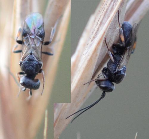 Réf. 286 938 : Ascogaster quadridentata