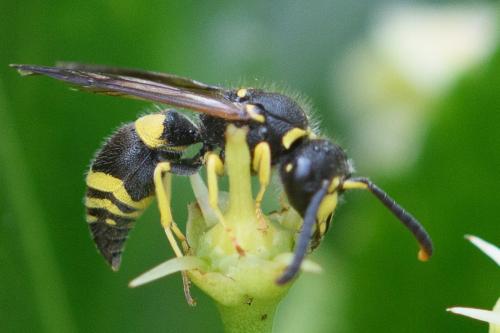 Ancistrocerus gazella
