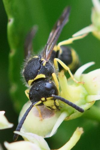 Ancistrocerus gazella