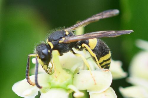 Réf. 286 908 : Ancistrocerus gazella