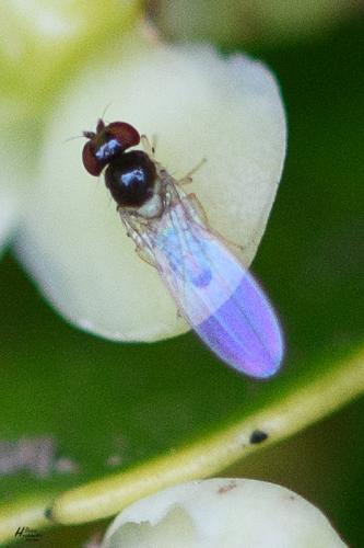 Asteia amoena