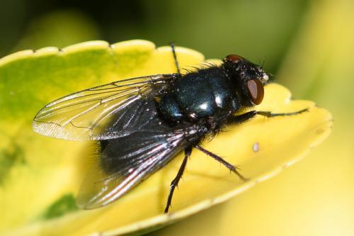 Protophormia terraenovae