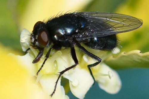 Protophormia terraenovae
