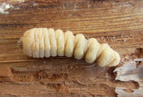 Réf. 286 563 : Trichoferus holosericeus