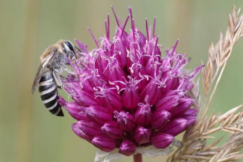 Colletes gallicus