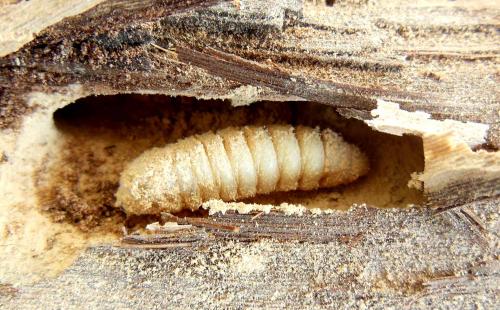 Réf. 286 564 : Trichoferus holosericeus