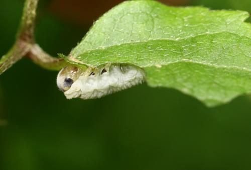 Monophadnus spinolae