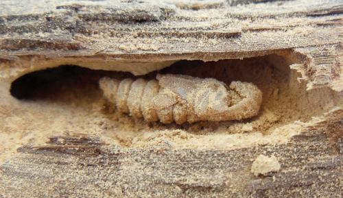 Réf. 286 662 : Trichoferus holosericeus