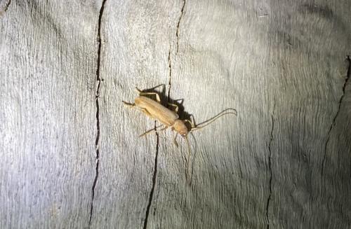 Stromatium unicolor