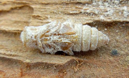 Réf. 286 663 : Trichoferus holosericeus
