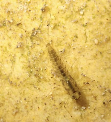 Baetis rhodani