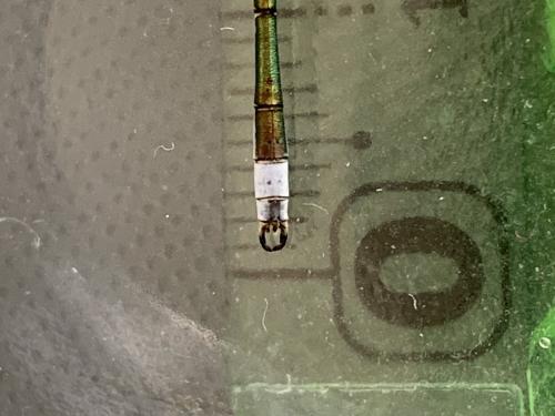 Réf. 286 743 : Lestes virens