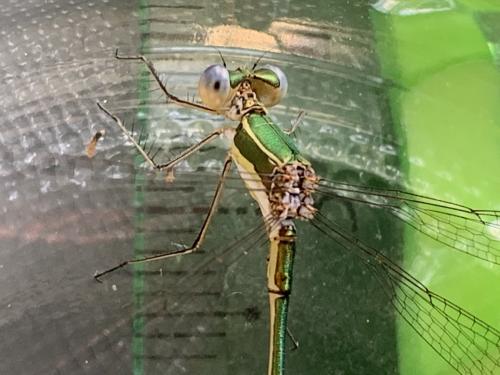 Réf. 286 744 : Lestes virens