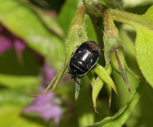 Adomerus biguttatus